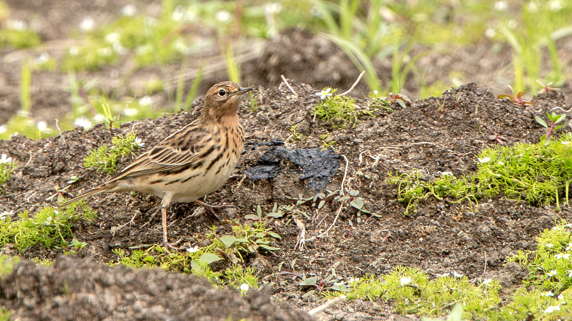 Red-throated Pipit